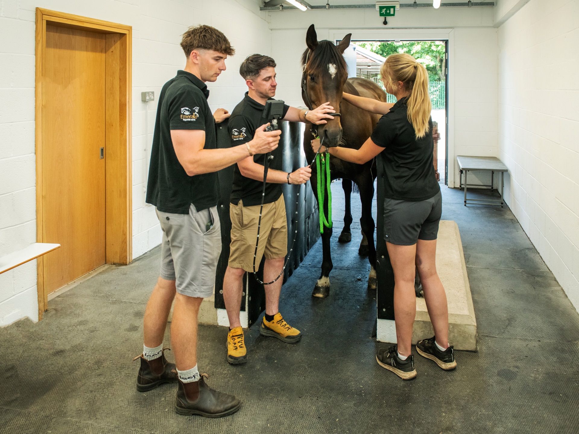 Vets examining a horse together