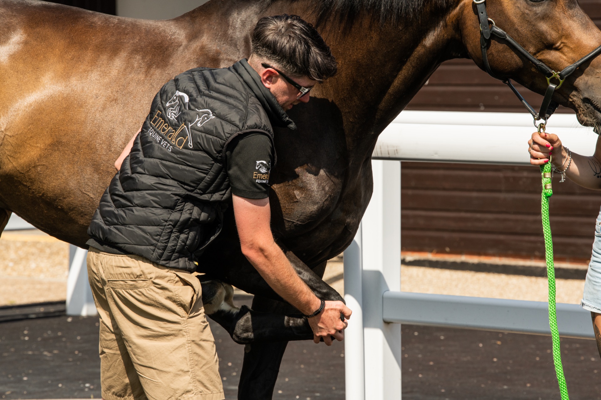 Vet performing a lameness examination